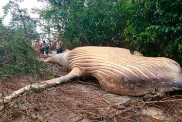 Humpack whale amazon jungle