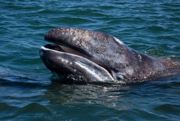 Gray Whale