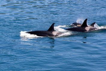 Three Orcas