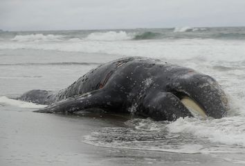 Beached Whale San Francisco