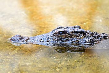 crocodile