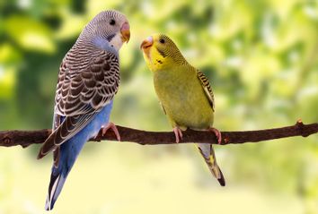 budgies