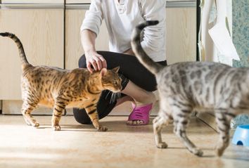 Cats in an Apartment