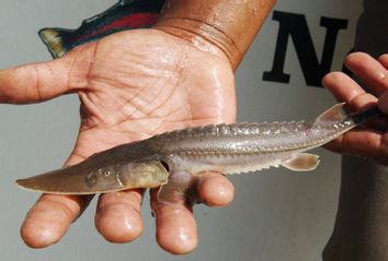 PALLID STURGEON HENDRIX