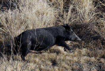 Feral Pig