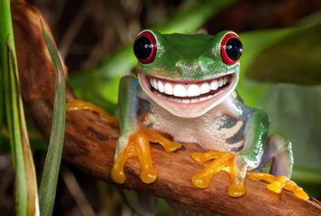 Happy Frog