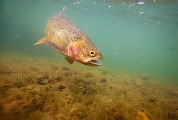 Cutthroat Trout