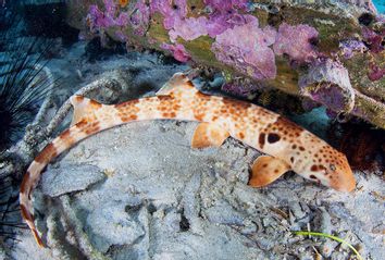 Epaulette Shark; Carpet Shark; Walking Shark