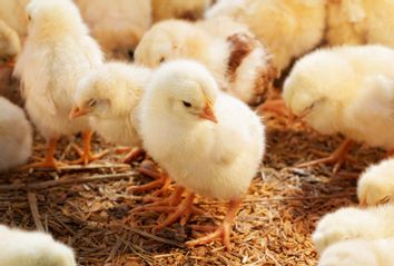 Baby chicken in poultry farm