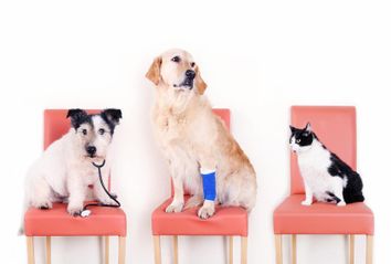 Two dogs and cat waiting for the Vet