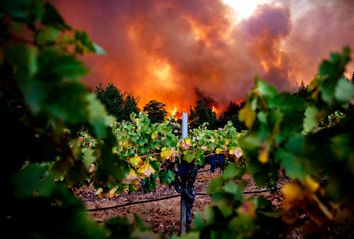 California Wildfire; Vineyards