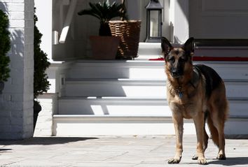 Vice President Joe Biden's dog, Champ