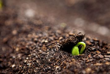 Close up of seedling growing in dirt