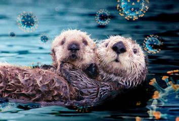 Otters; COVID-19