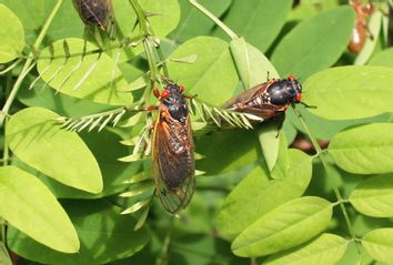 Cicadas
