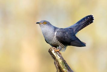 Common cuckoo