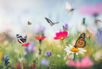 Butterflies