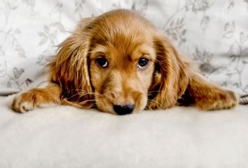 Cute Cocker Spaniel Puppy