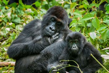 Eastern Lowland Gorilla