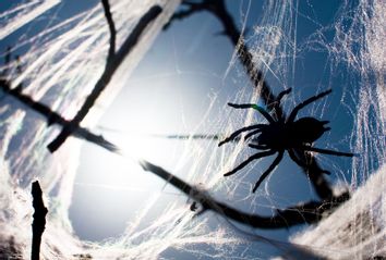 Spider in web in tree branches