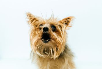 Barking Yorkshire Terrier