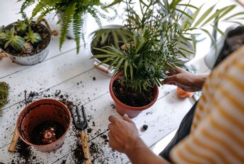 Transplanting potted plants
