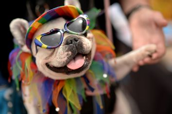 Marleen Puzak of Denver celebrates the 2014 Denver Pridefest with her French Bulldog 
