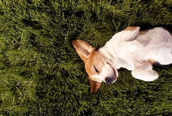 Dog in lying in grass sleeping