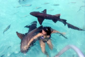 Young Woman Swimming With Nurse Sharks