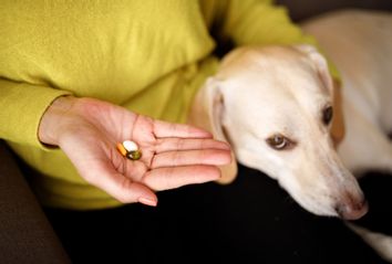 Dog medicine