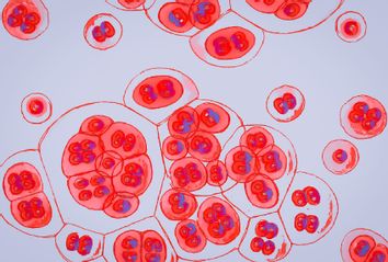 Virus Cells