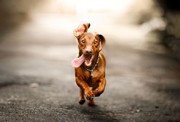 Cute dog running outside