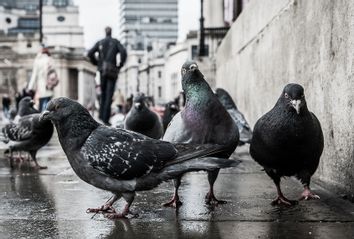 Pigeons