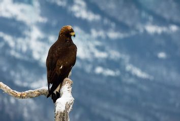 Living as a Bird by Vinciane Despret