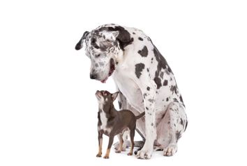 Great Dane and a Chihuahua