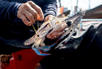 Blue swimming crab