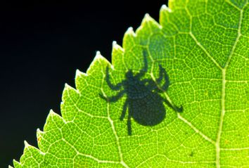 Shadow of a tick on a leaf
