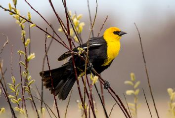 yellow headed blackbird