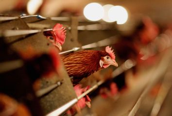 Hens sit in a chicken shed