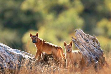 Dingo pups