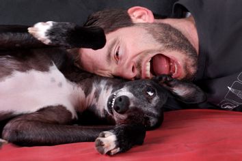 Young man playing with black greyhound on sofa.