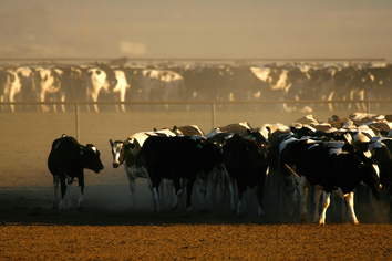 cow; dairy; drought; california