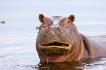 Hippopotamus