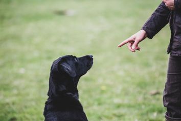 A dog trainer giving a hand command to Black Labrador dog