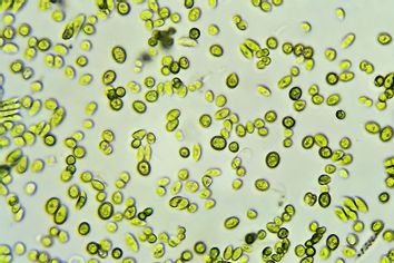 Green algae cells