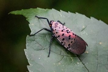 Spotted Lanternfly
