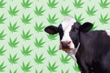 Cow; Hemp pattern
