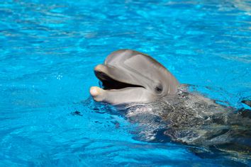 Bottlenose Dolphin (Tursiops truncatus)