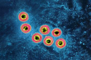 Herpes virus