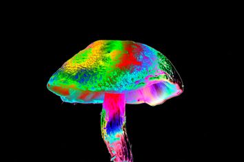 Magic Mushroom